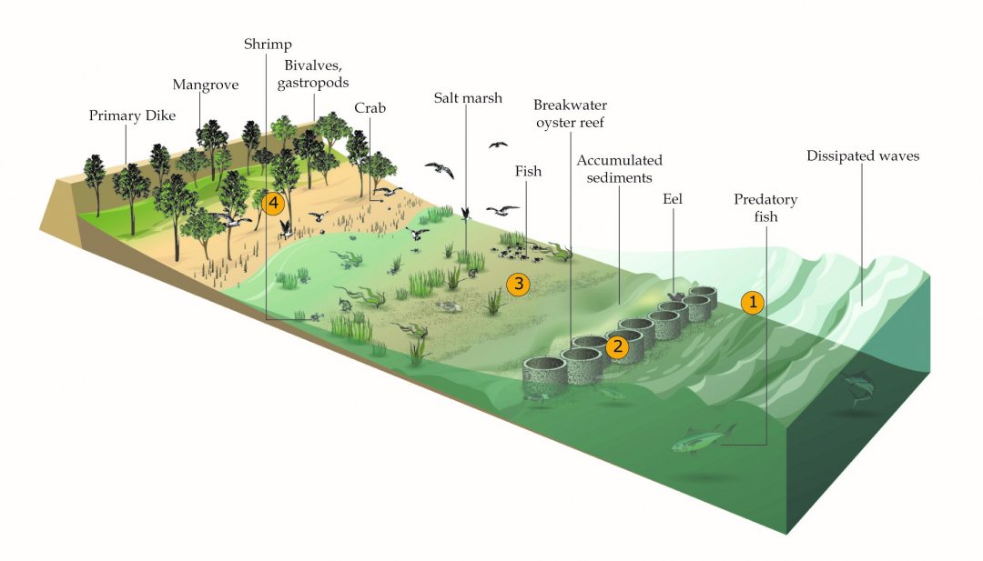 Oyster breakwater reefs and coastal protection Dutch Water Sector